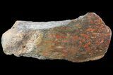 Polished Dinosaur Bone (Gembone) Section - Colorado #72969-1